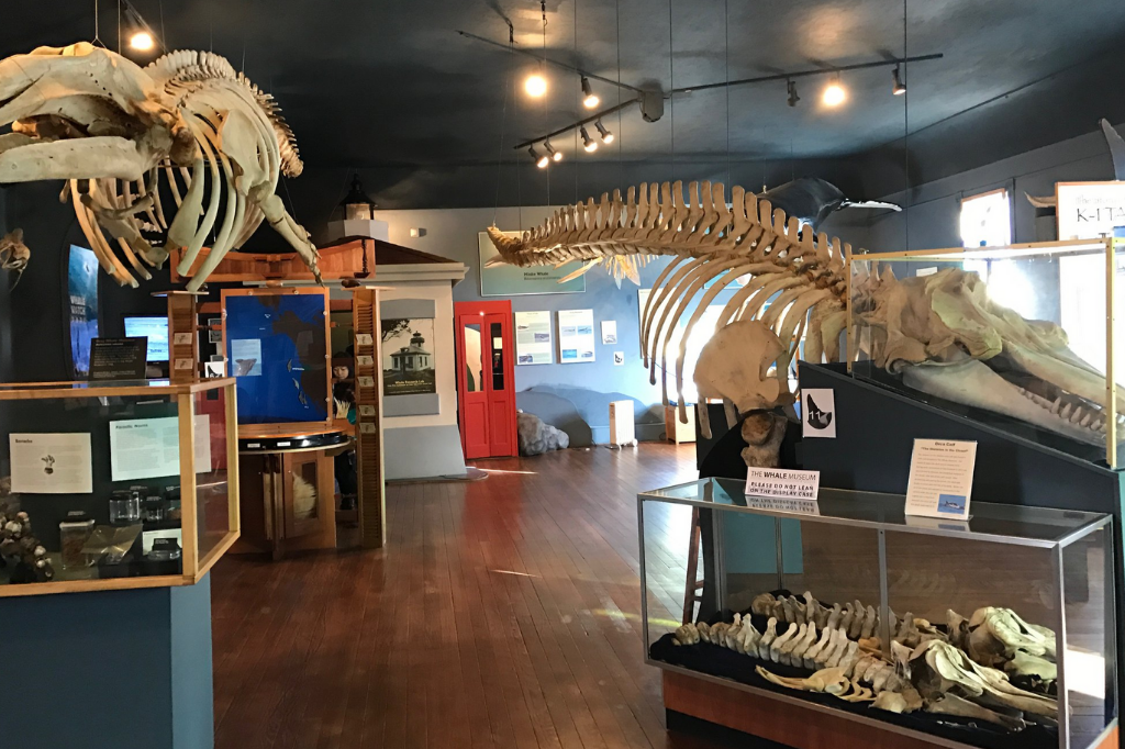 The Whale Museum - Flights from Seattle to Friday Harbor | San Juan Islands