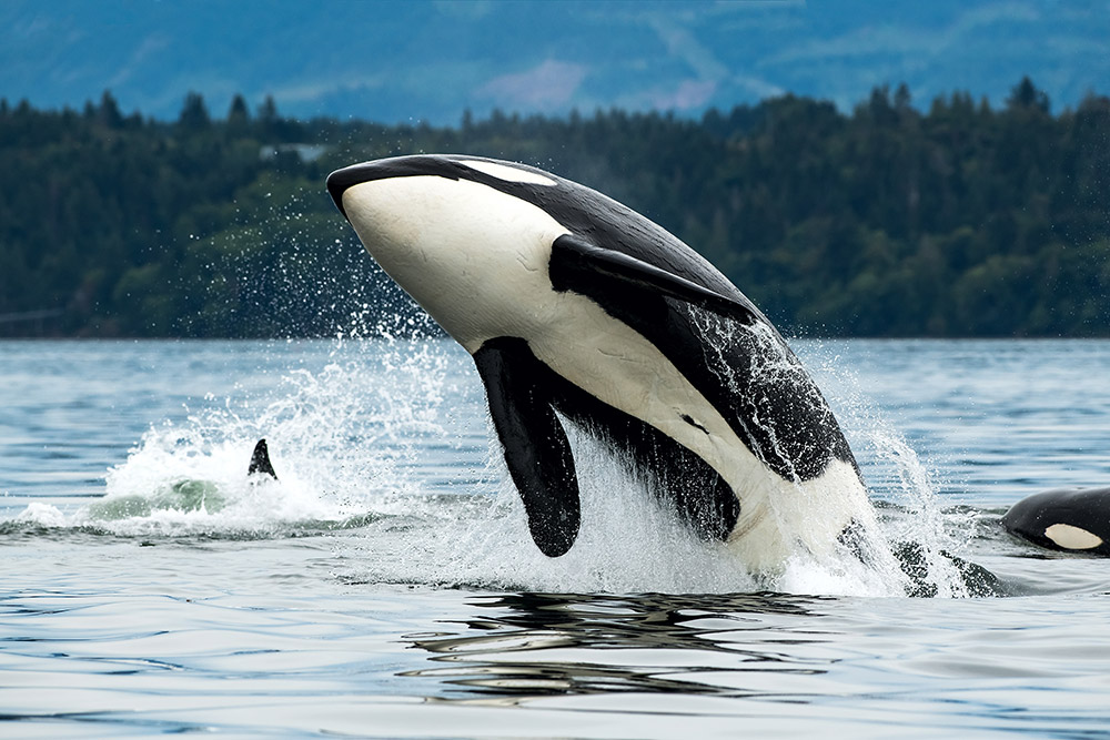 Whale Watching Tours Out of Seattle 