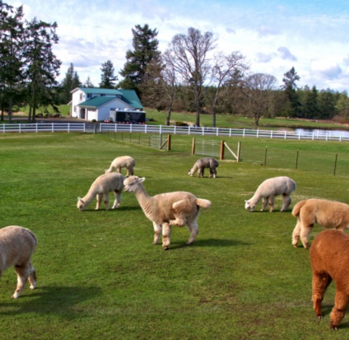 Krystal Acres Alpaca Farm